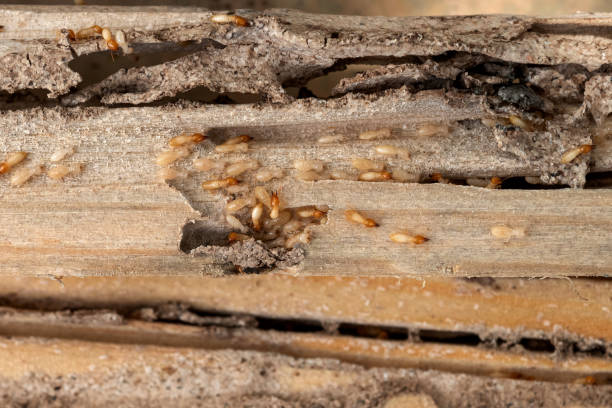 Insect Control in Newfield, NJ