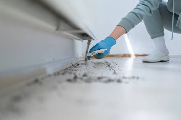 Best Insect Control  in Newfield, NJ